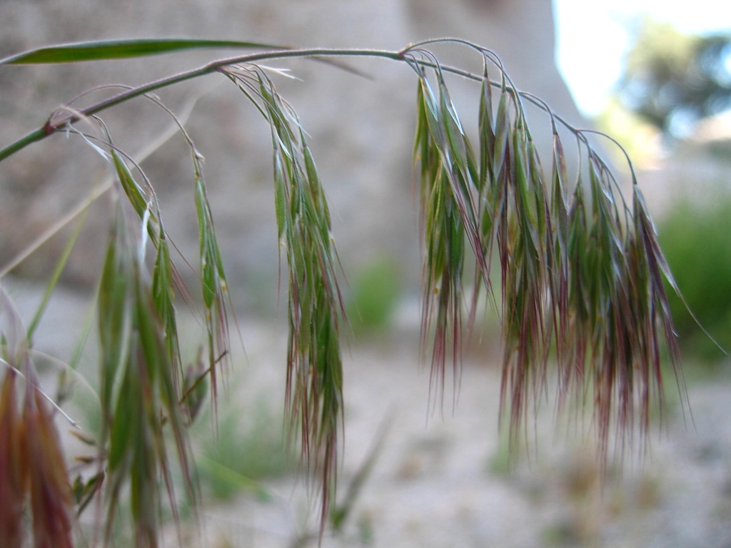 Exotic Invasive Cheatgrass (Bromus tectorum);